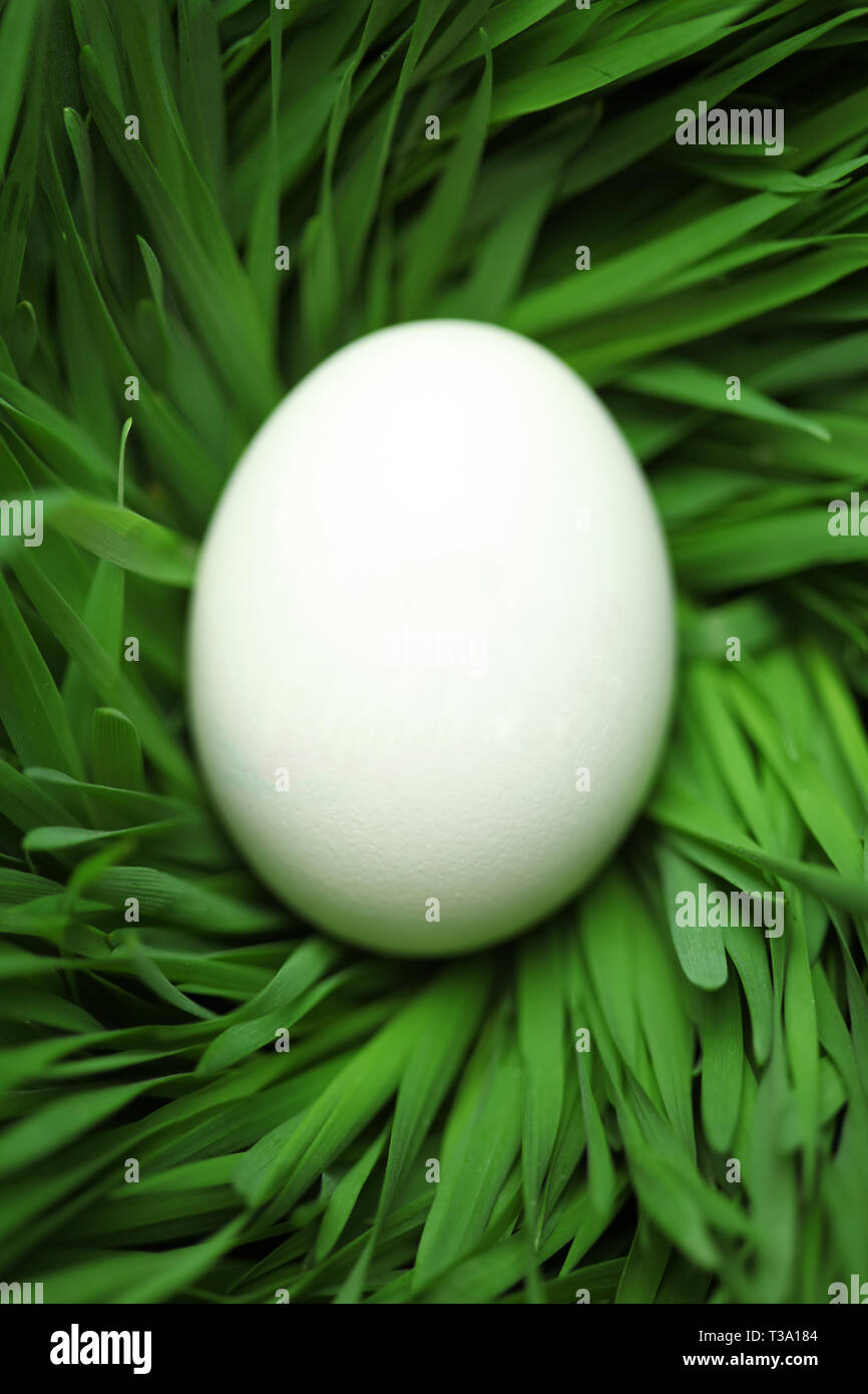 Single blank Easter egg hidden in grass Stock Photo