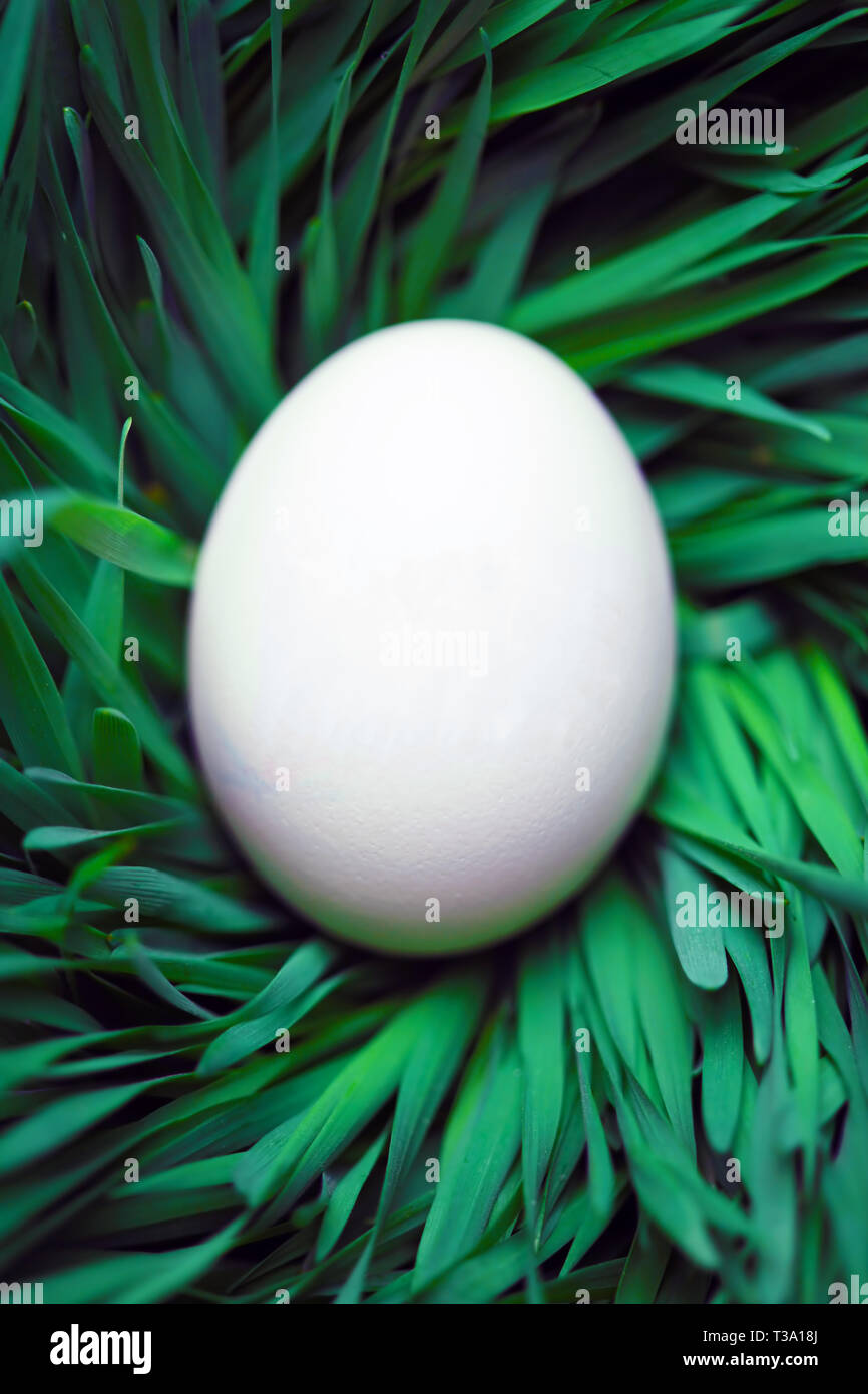 Single blank Easter egg hidden in grass Stock Photo
