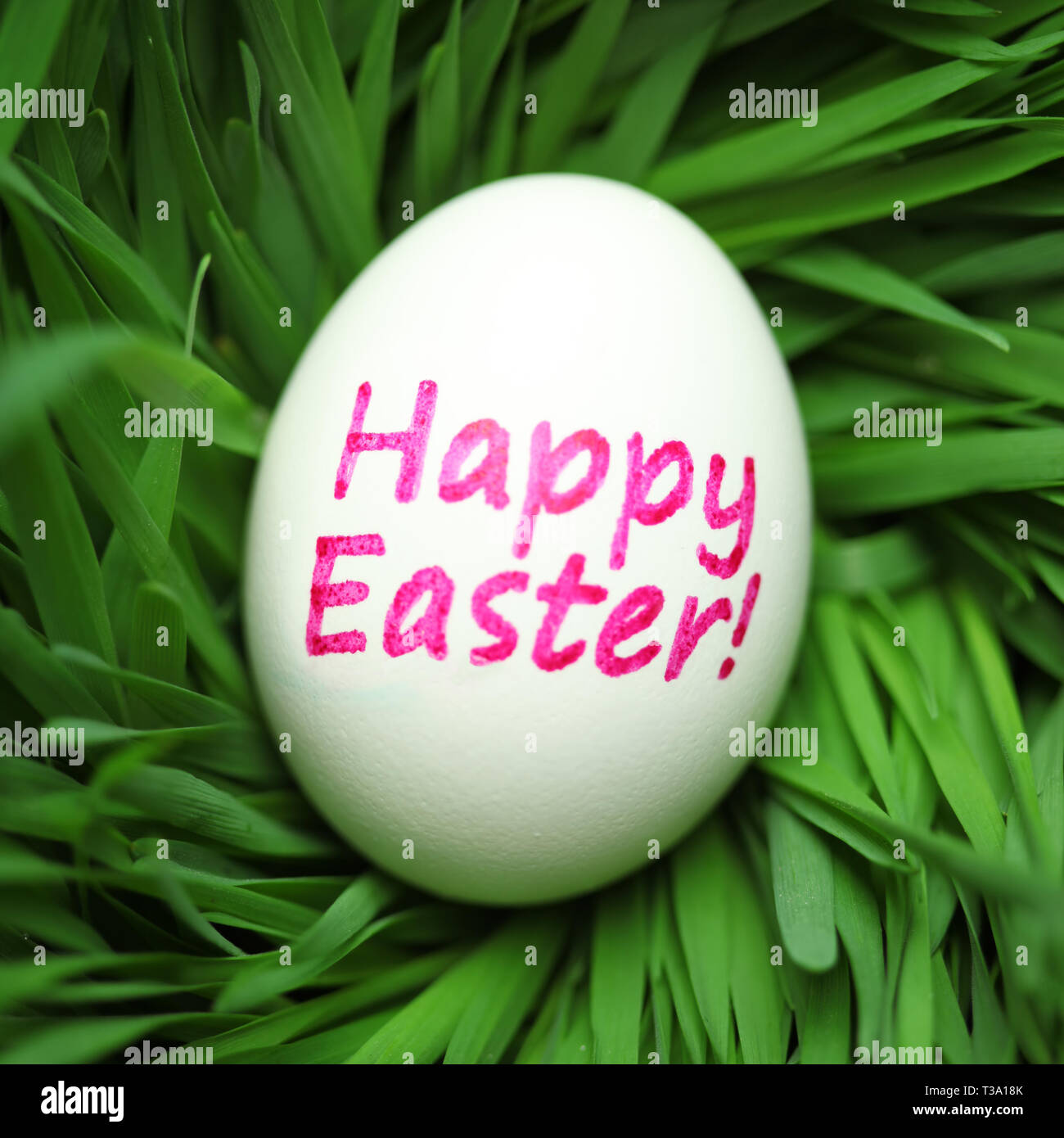 Single Happy Easter egg hidden in grass Stock Photo