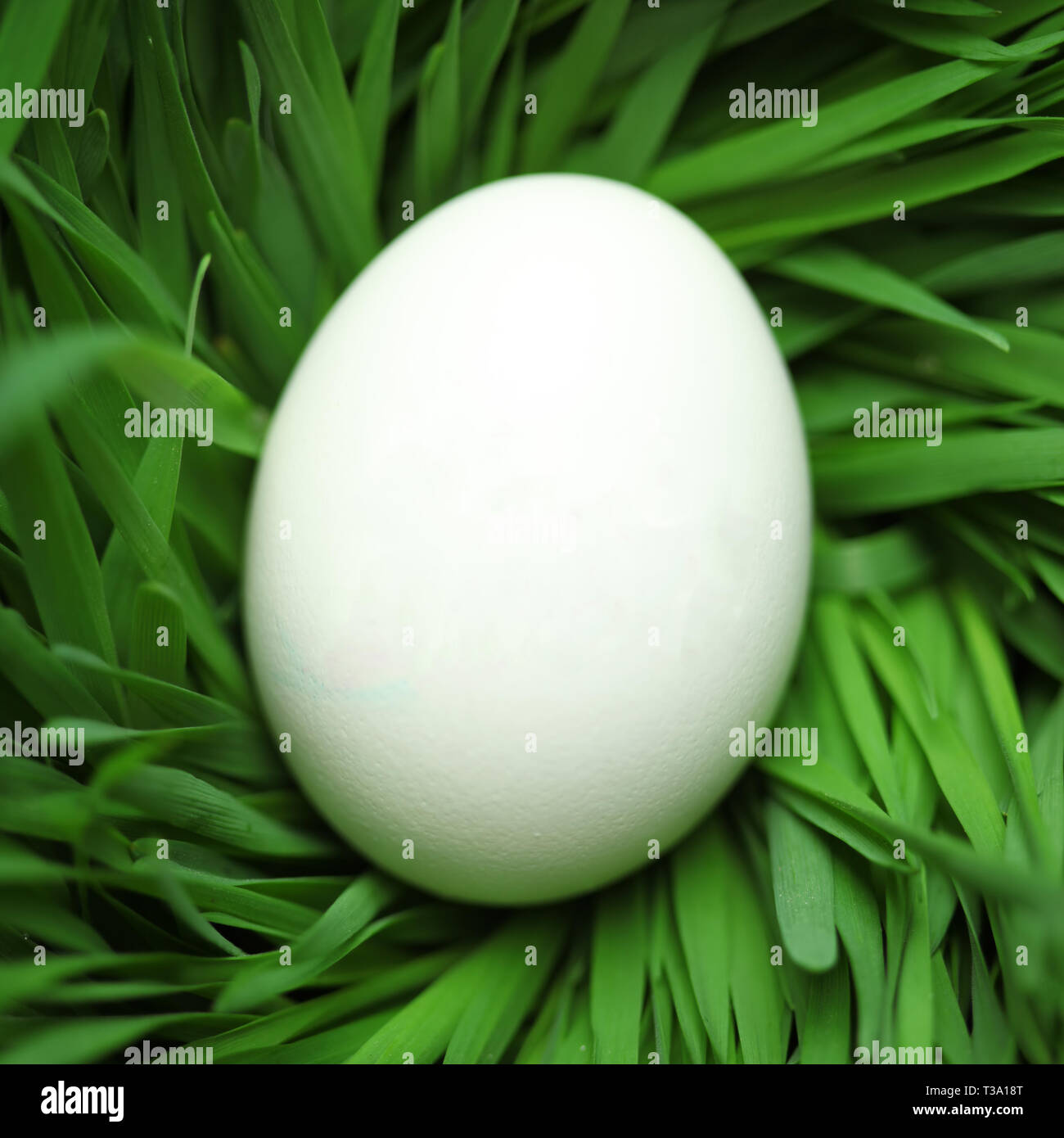 Single blank Easter egg hidden in grass Stock Photo