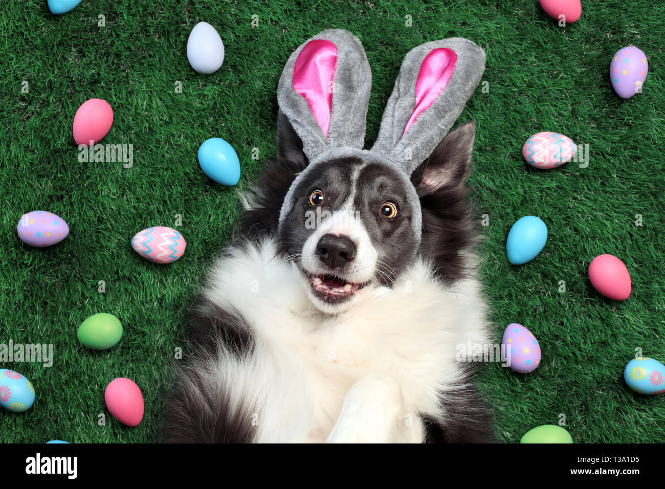 Happy dog with bunny ears surrounded by Easter eggs Stock Photo