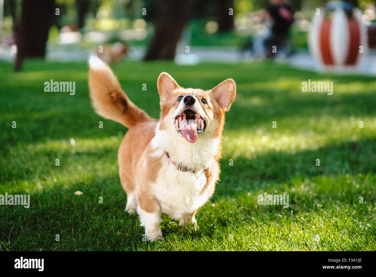 Happy and active purebred Welsh Corgi dog outdoors in the grass Stock ...