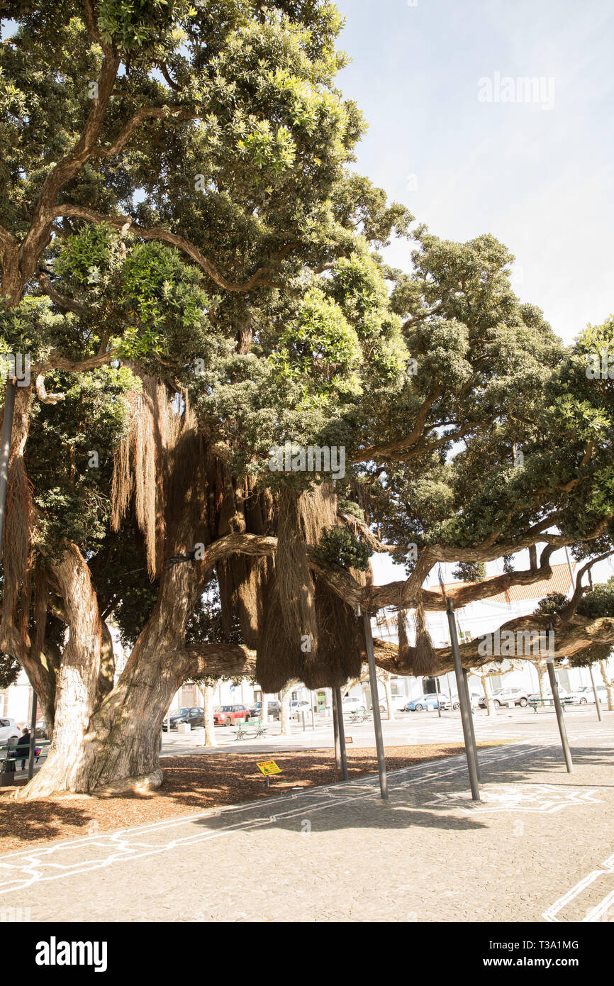 A tree with its roots hanging from its branches in Ponta Delgada, Sao ...