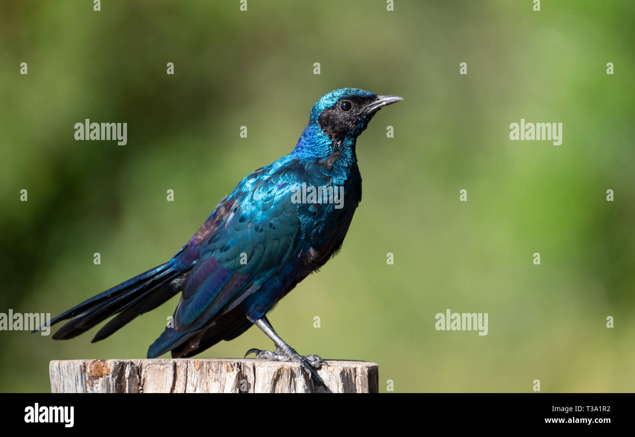 Iridescent blue Burchell's starling of the Sturnidae family, photographed at the Sabi Sands Game Reserve, Kruger, Mpumalanga, South Africa. Stock Photo