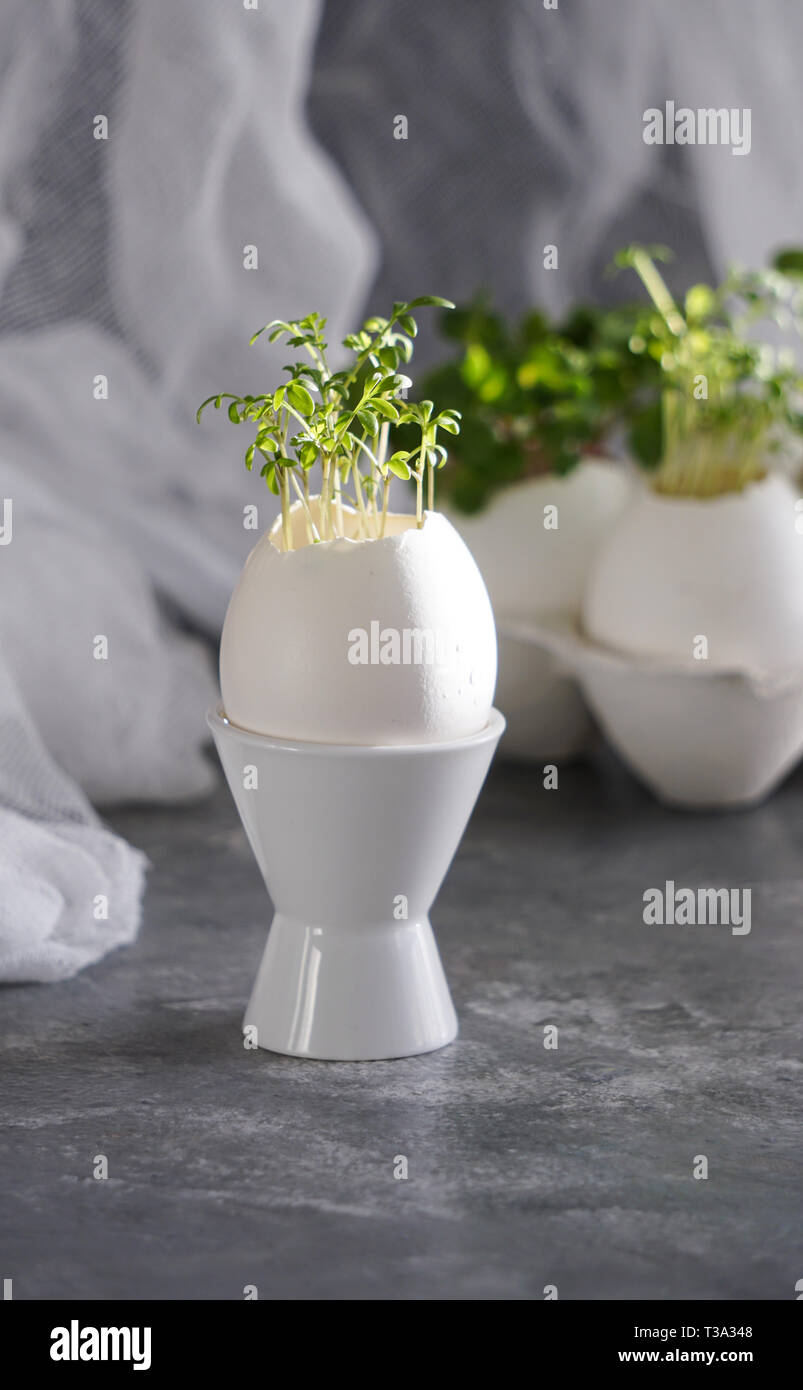 microgreens in the eggshells, easter concept Stock Photo