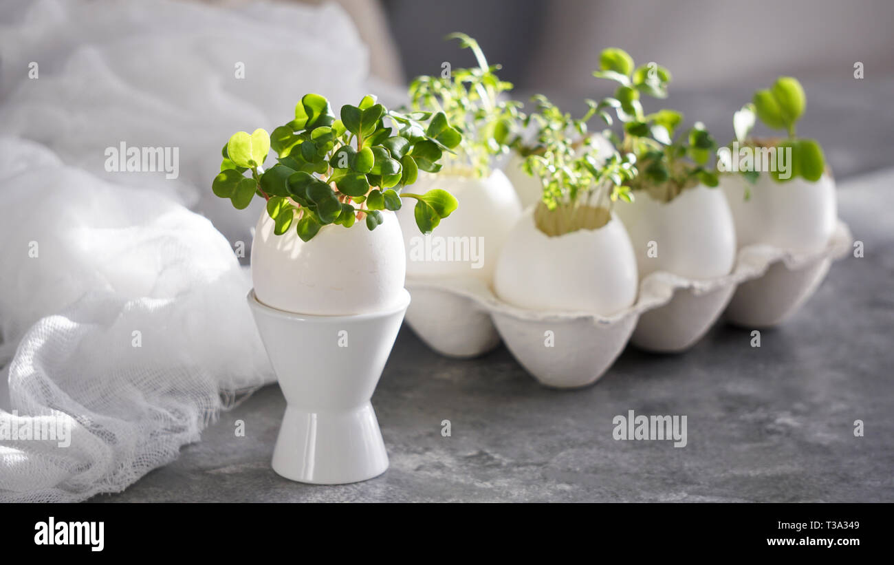 microgreens in the eggshells, easter concept Stock Photo