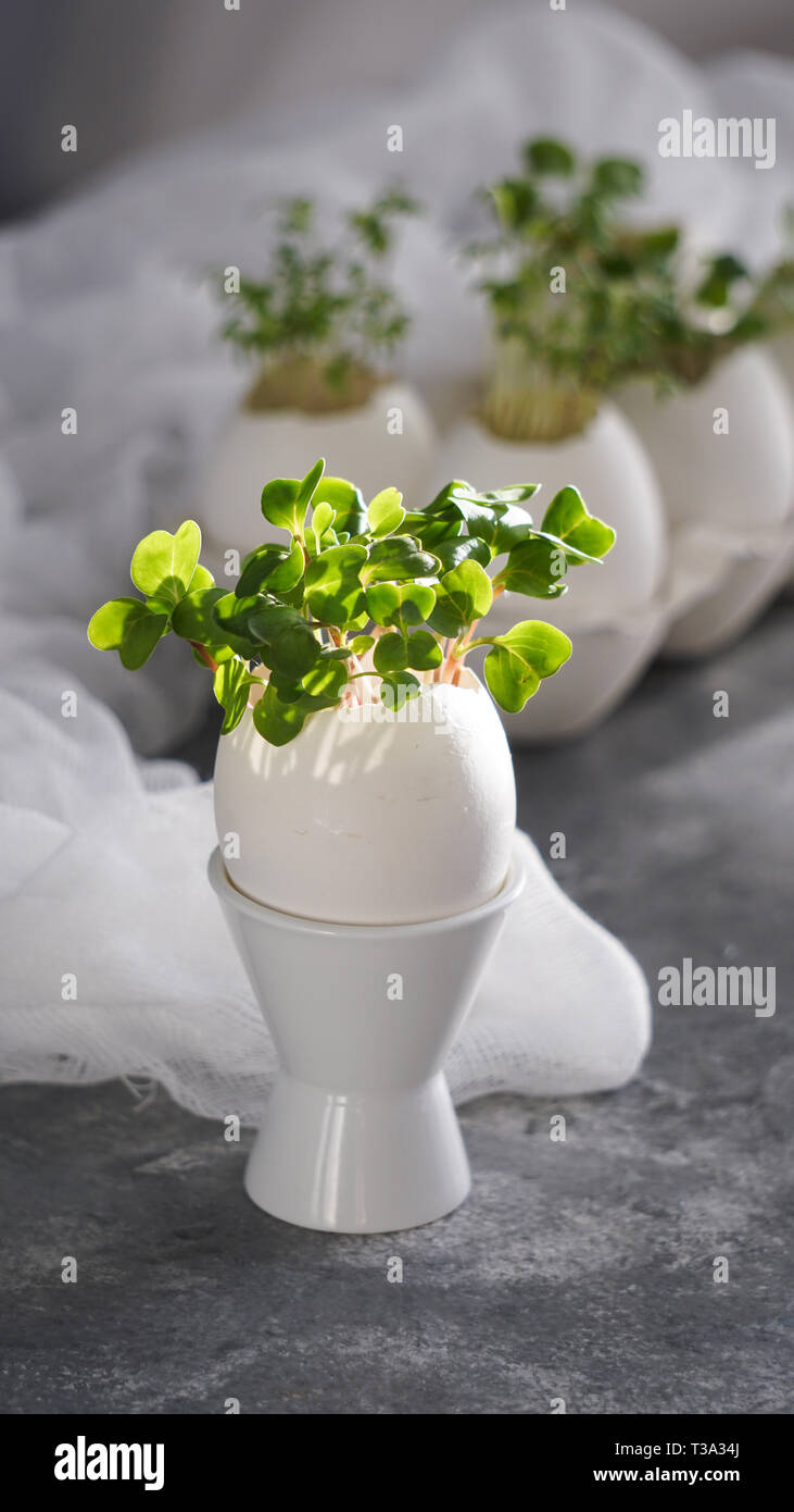 microgreens in the eggshells, easter concept Stock Photo