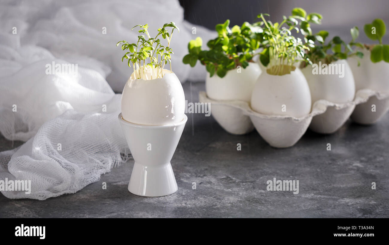 microgreens in the eggshells, easter concept Stock Photo
