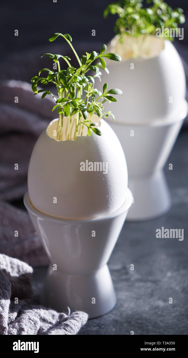 microgreens in the eggshells, easter concept Stock Photo