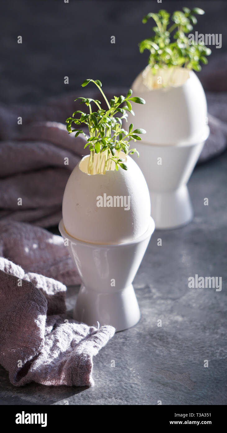 microgreens in the eggshells, easter concept Stock Photo