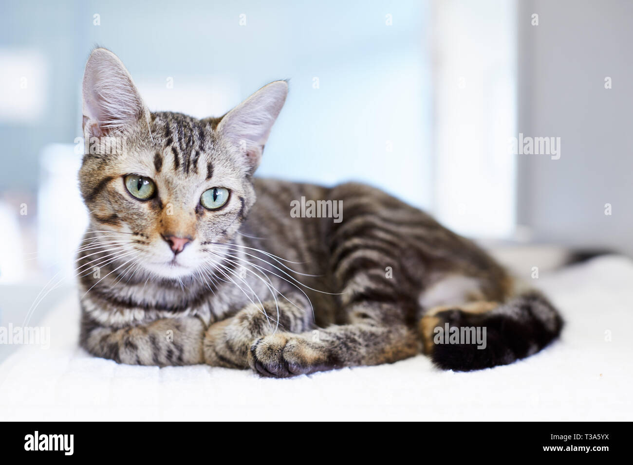 A young gray tabby cat with big green eyes is sitting on a white blanket and feels comfortable Stock Photo