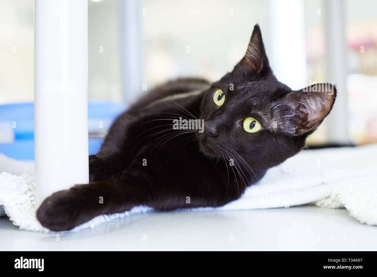 A sweet and very friendly black cat is rolling and making biscuits and feels happy and relaxed Stock Photo