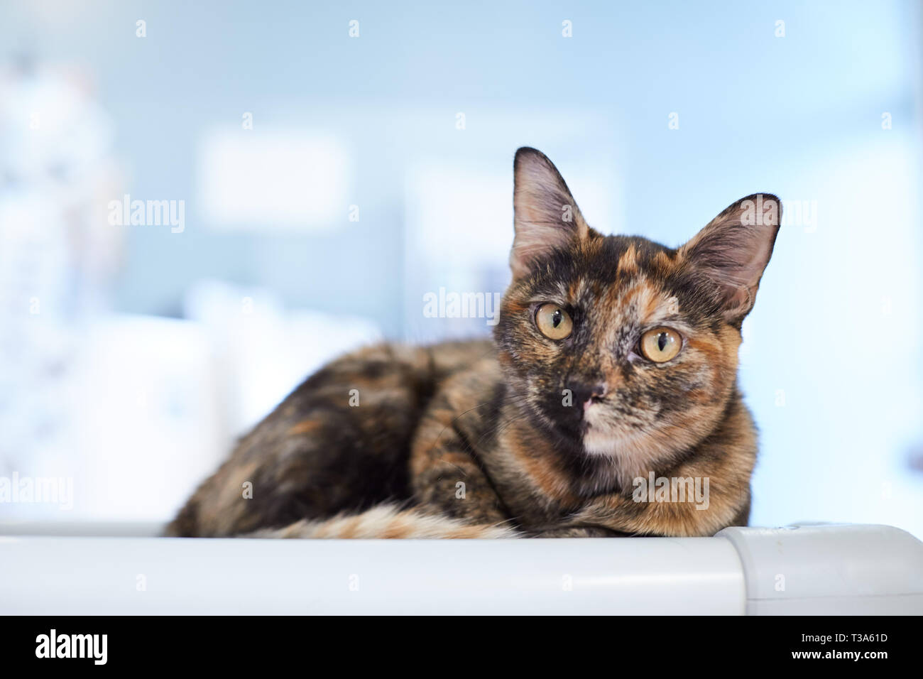 Tortoiseshell cat hi-res stock photography and images - Alamy