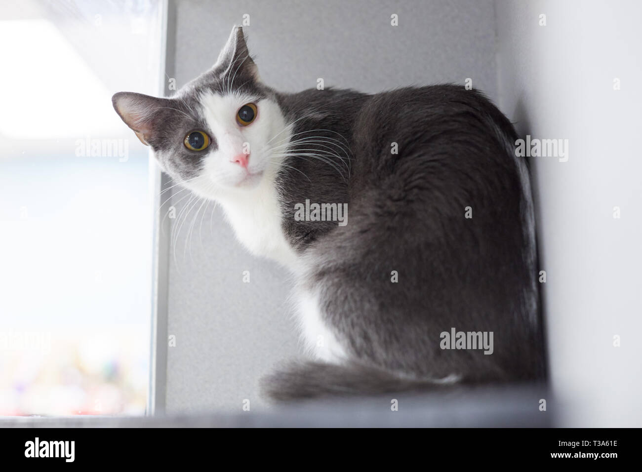 A gray and white cat is sitting on a shelf by a window and curiously looking toward camera Stock Photo