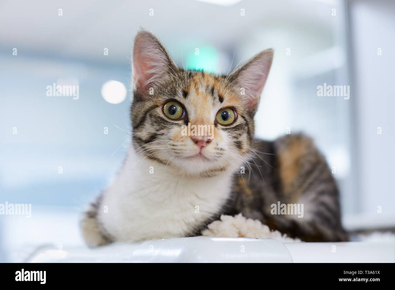 A three colored tabby cat with green eyes is relaxing on a shelf Stock Photo