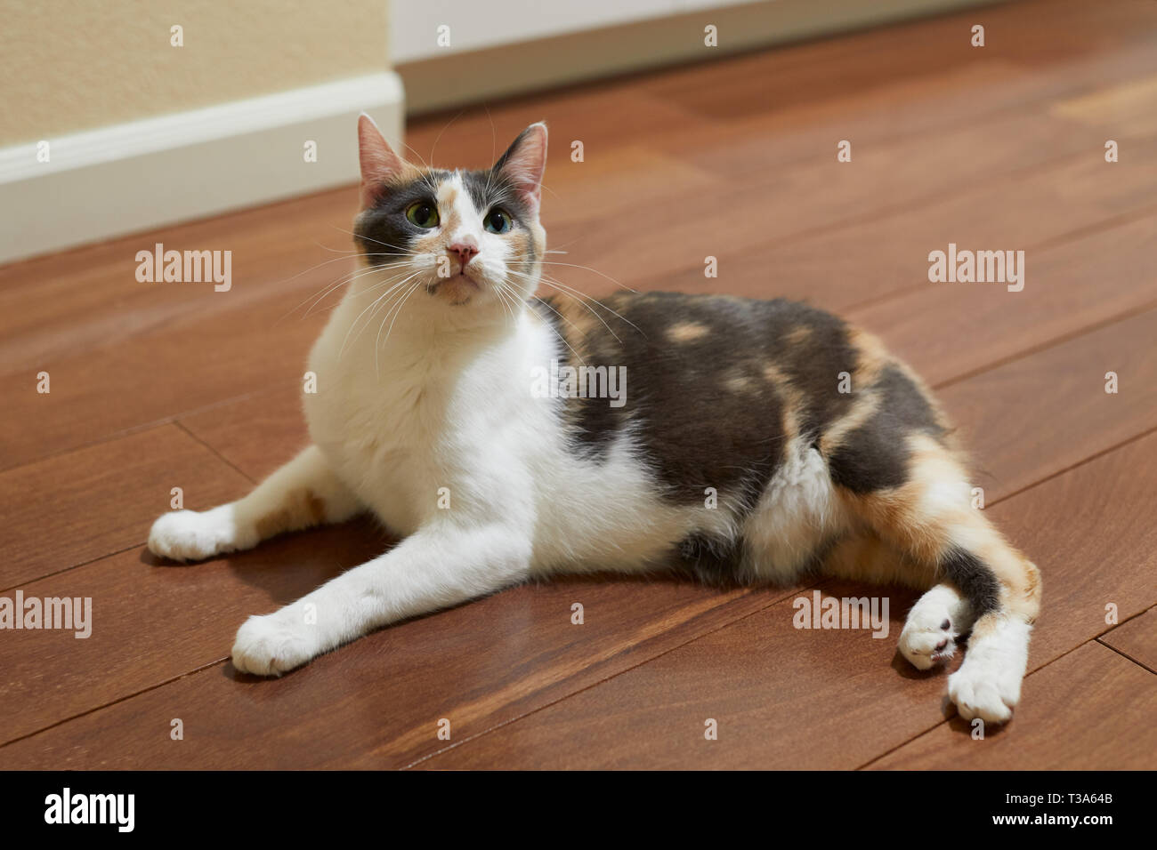 A young curious and playful manx calico cat with green eyes is sitting on a hardwood floor and looking up Stock Photo