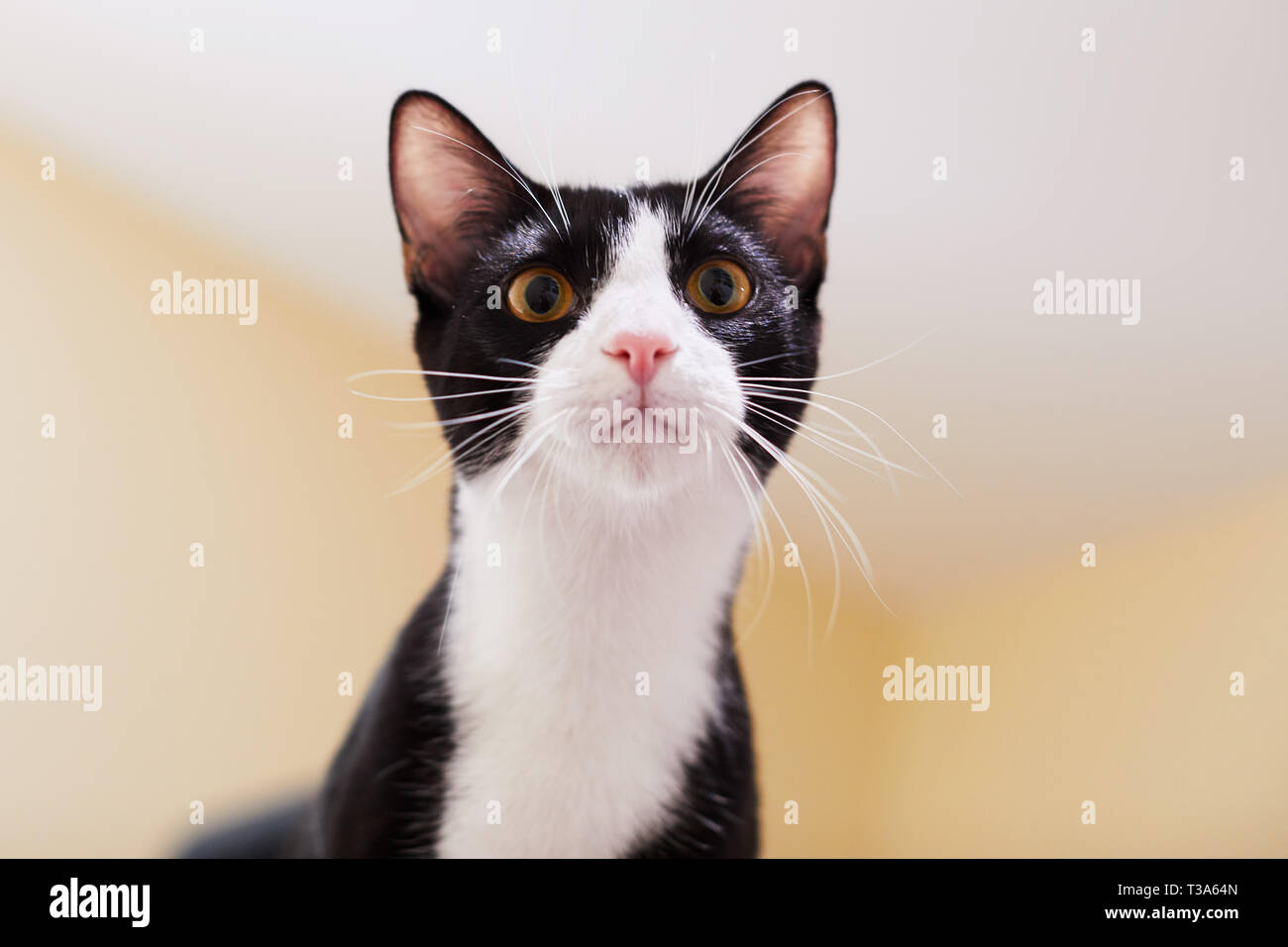 A portrait of a curious and playful black and white tuxedo kitten or young cat Stock Photo