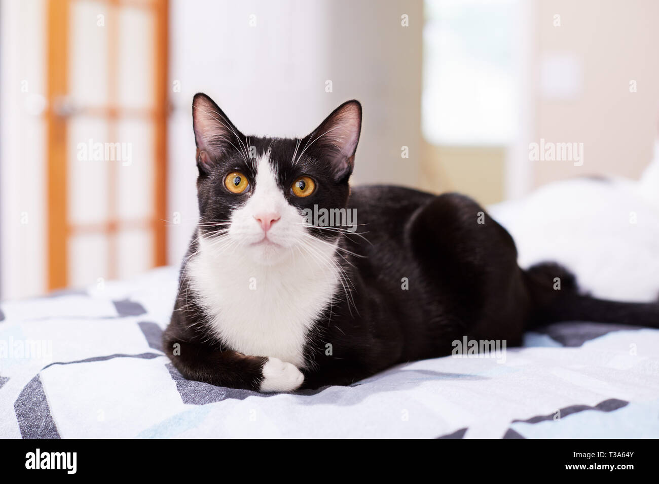 Black white tuxedo cat lying hi-res stock photography and images - Alamy