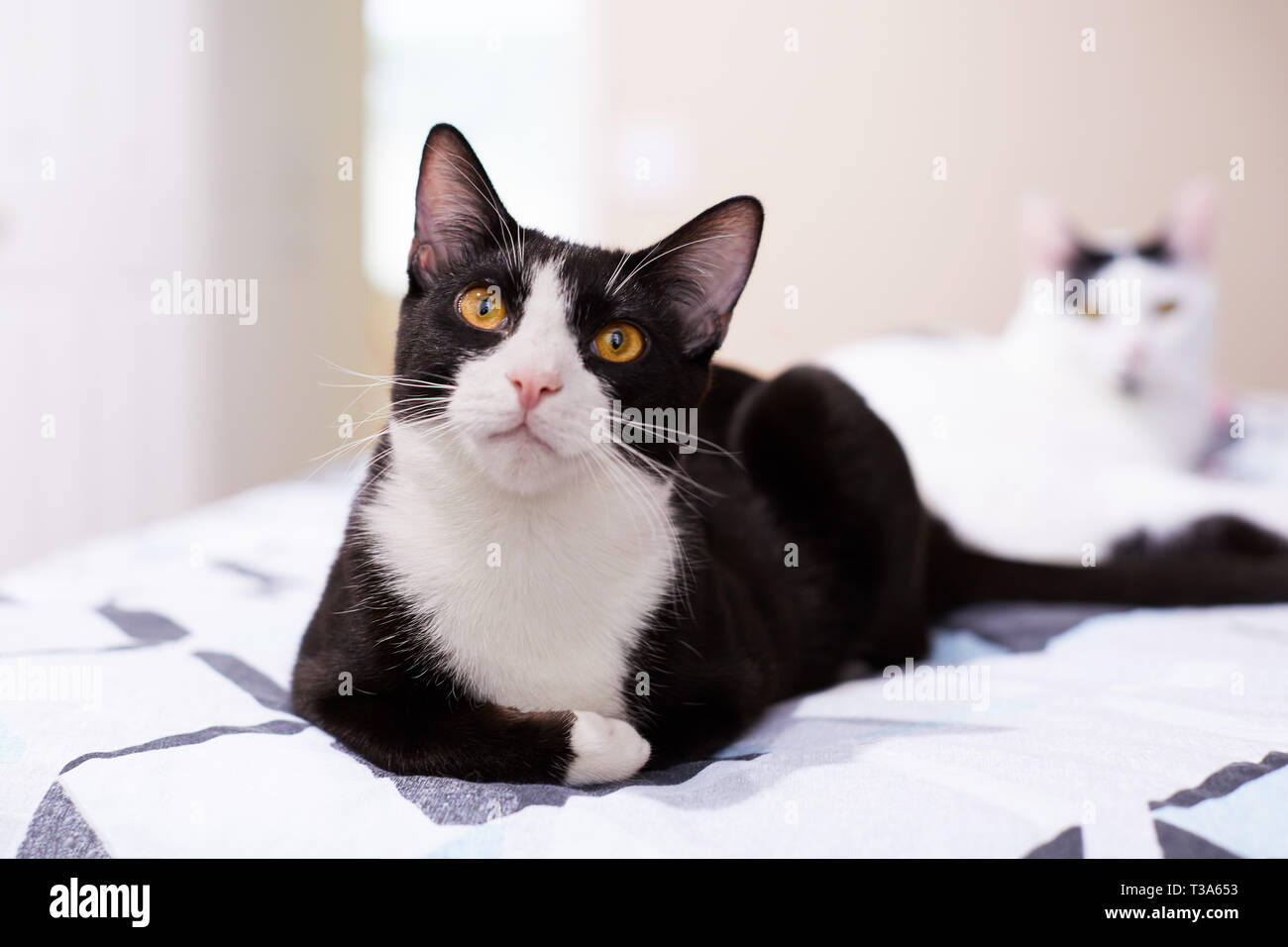 Black white tuxedo cat lying hi-res stock photography and images - Alamy