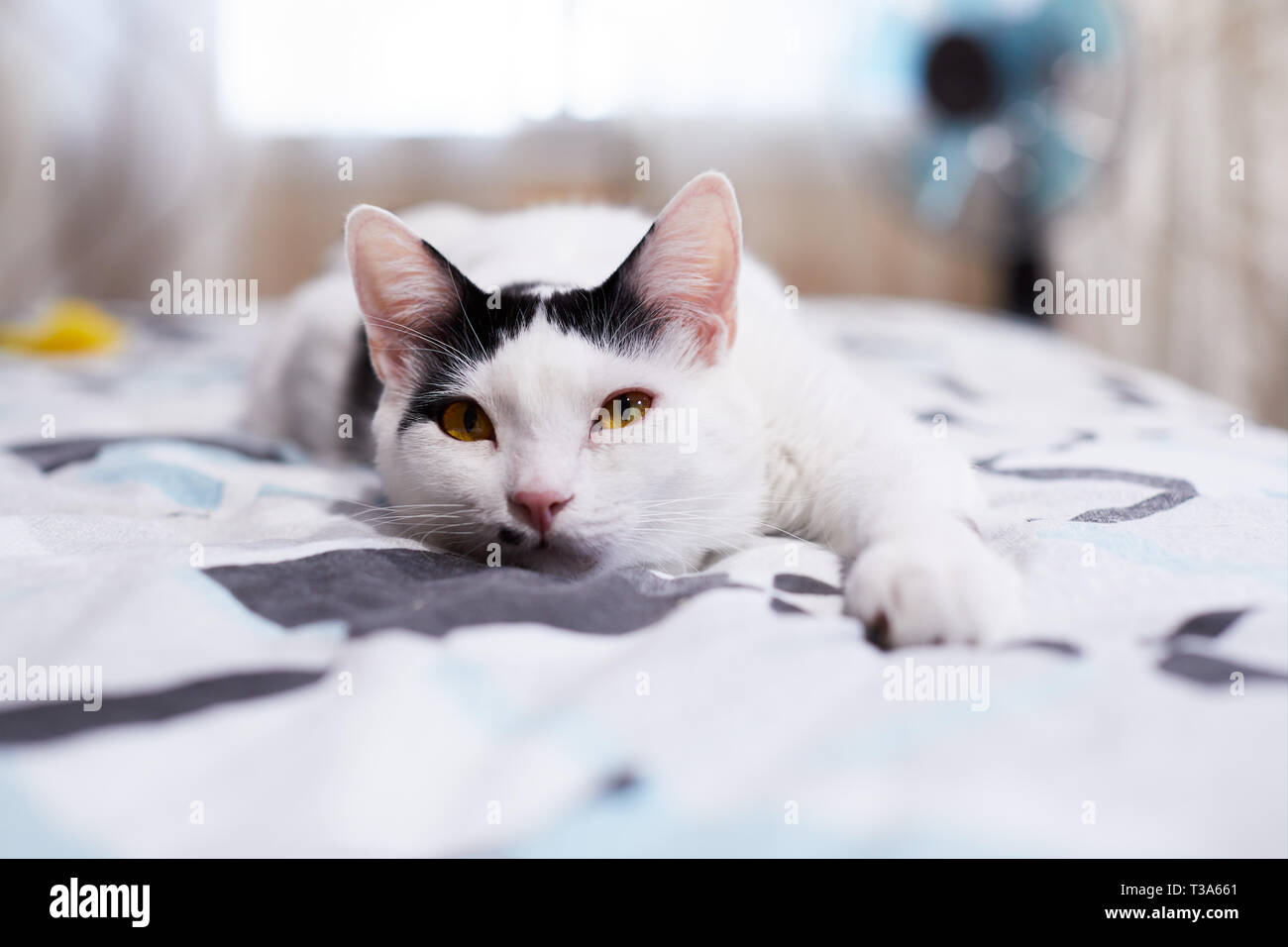 A happy and relaxed white cat with black markings and yellow eyes is lying on a bed with his paw forward Stock Photo