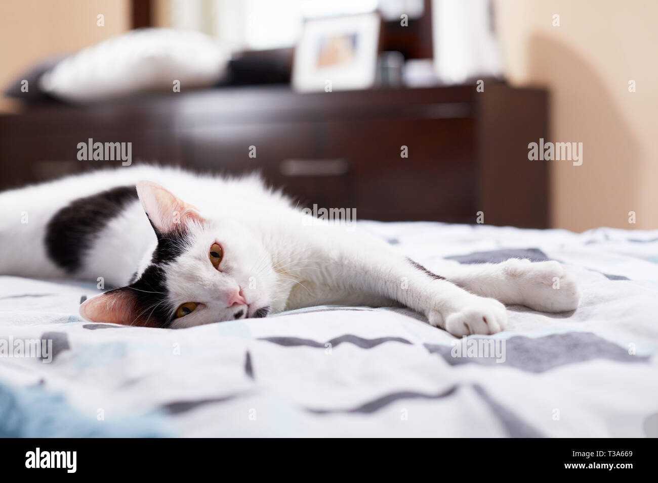 A happy white cat with black markings and yellow eyes is relaxing on a bed with his paws forward Stock Photo
