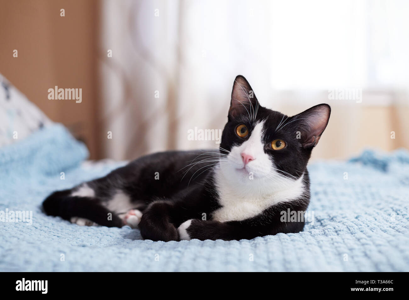 Domestic Tuxedo Cat Stock Photos Domestic Tuxedo Cat Stock