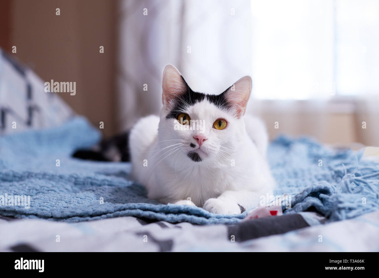 A friendly white cat with black markings and yellow eyes is relaxing on a blue blanket Stock Photo