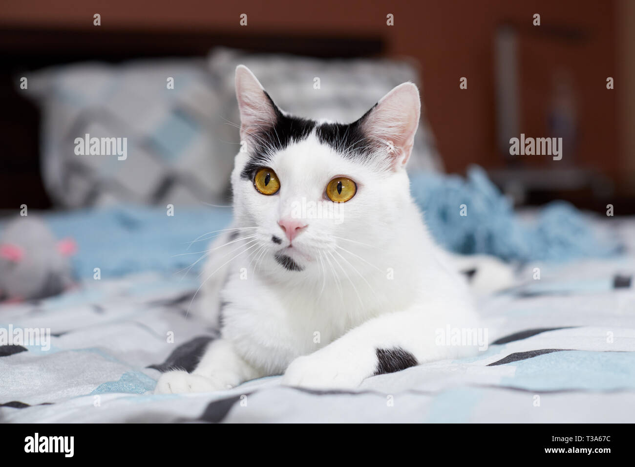 A young white cat with black markings is relaxing on a bed at home Stock Photo