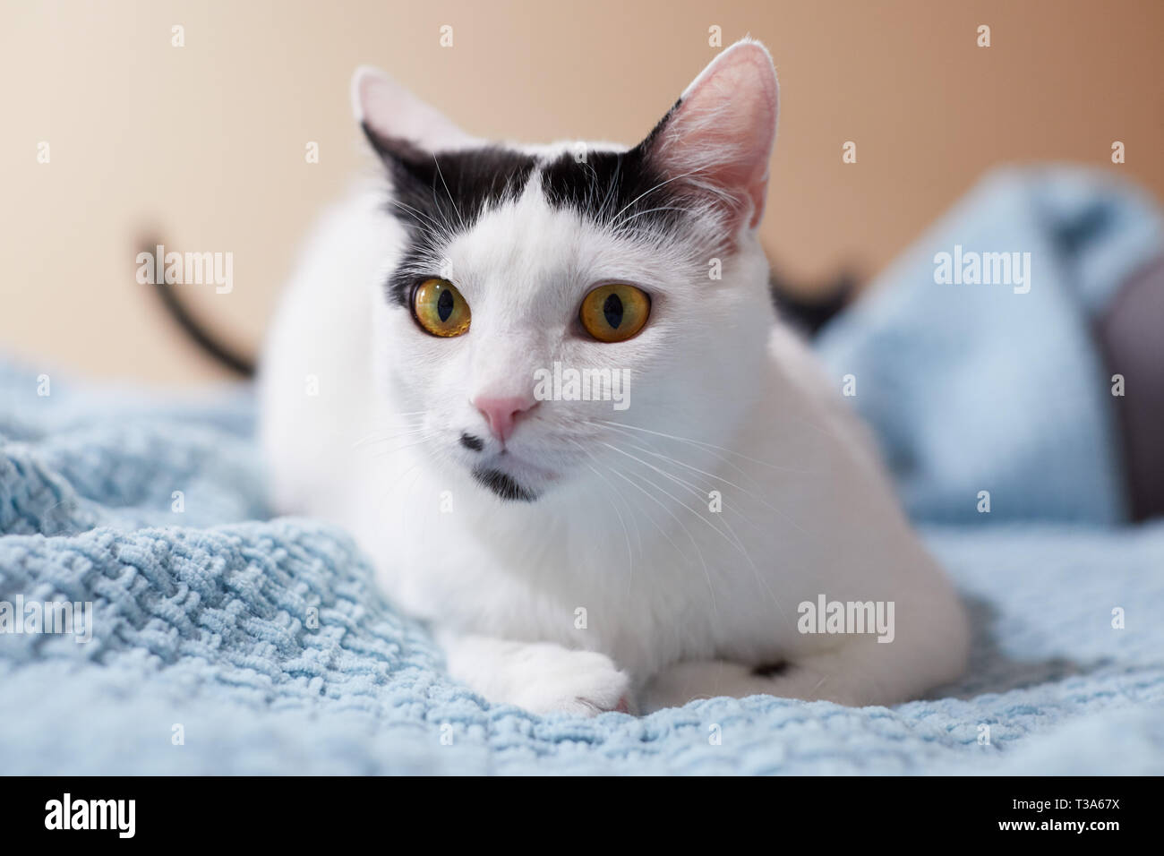 A playful white and black cat with a beauty mark and yellow eyes is sitting on a blue blanket Stock Photo