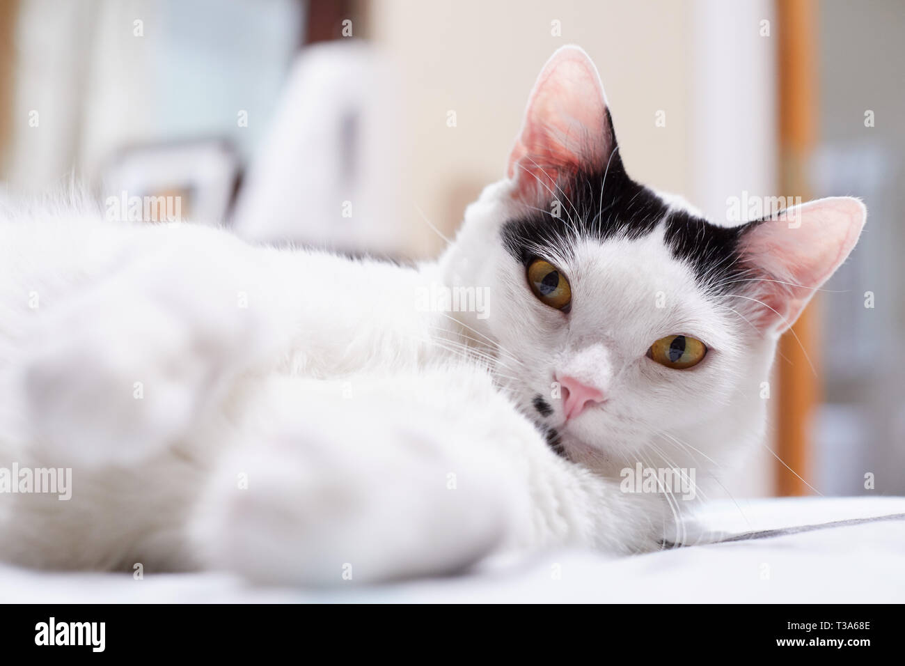 A happy white cat with black markings and yellow eyes is relaxing on a bed with his paws forward Stock Photo