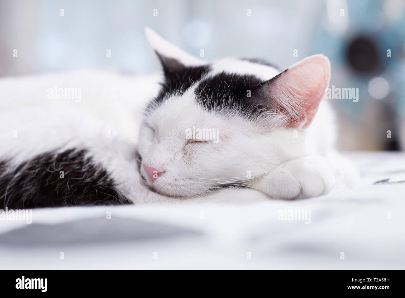 A white cat with black markings is sleeping on a bed and feels comfortable Stock Photo
