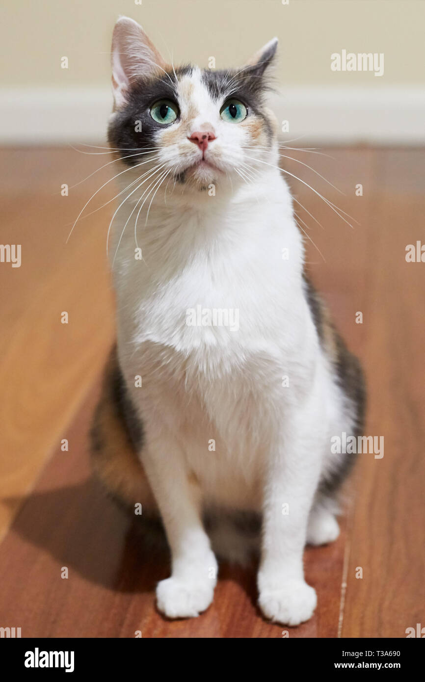 A Young Playful Calico Cat In A Playful Mood Is Looking Up And Watching Something Stock Photo Alamy