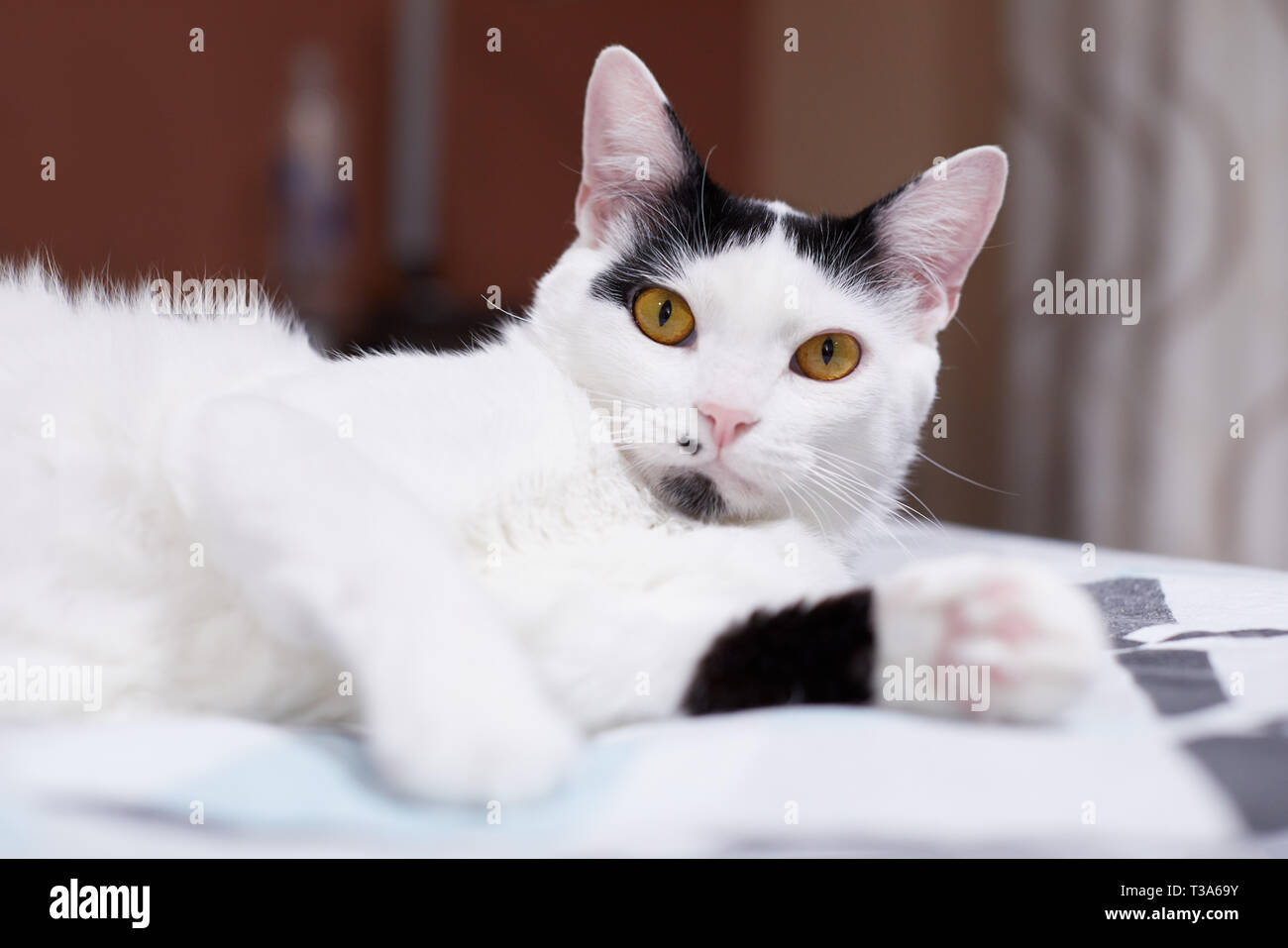 A relaxed white cat with black markings is relaxing on a bed at home and feels happy Stock Photo