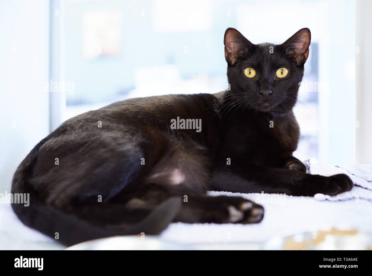 A friendly young black cat with yellow eyes is relaxing on a blanket Stock Photo