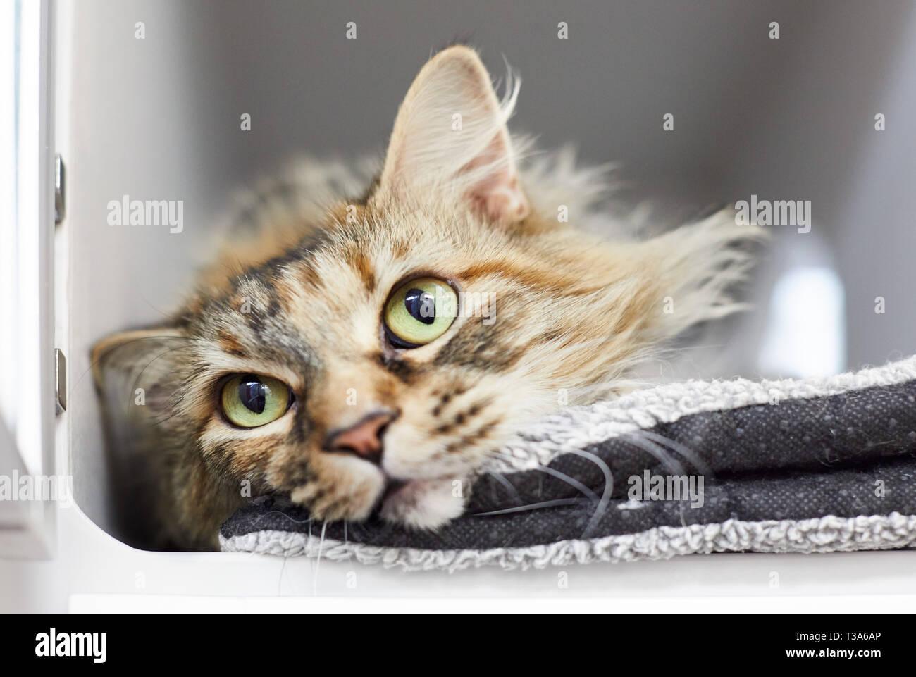 A longhair brown tabby cat is relaxing in a cat condo Stock Photo