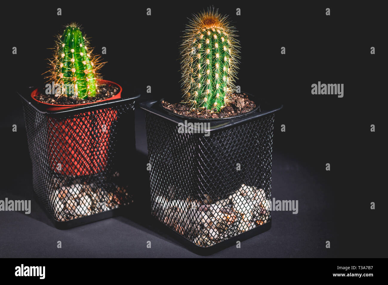 Two cactus in a decorative pot on a dark background. Low key lighting Stock Photo
