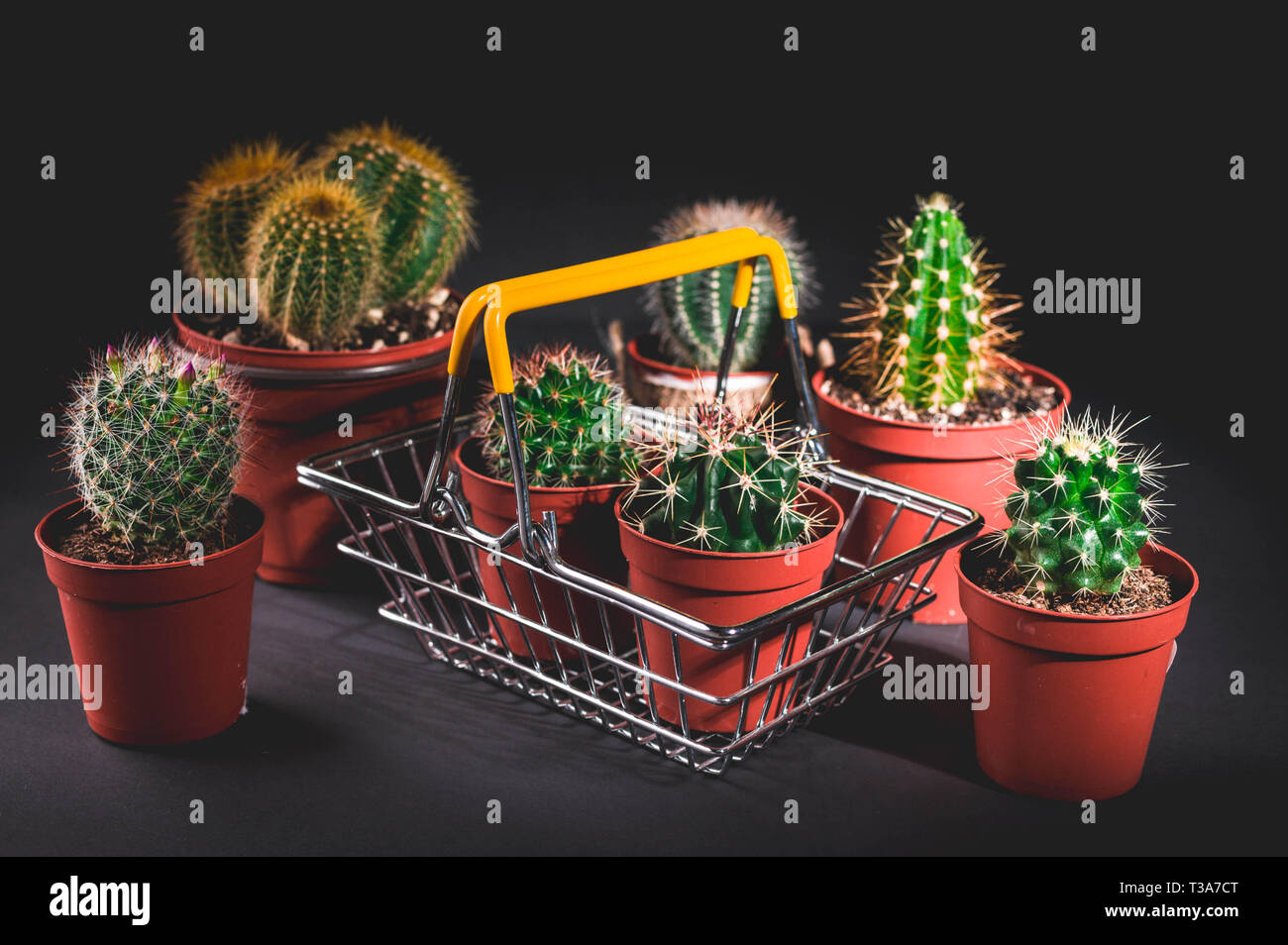 Cacti collection on dark background. Low key lighting Stock Photo