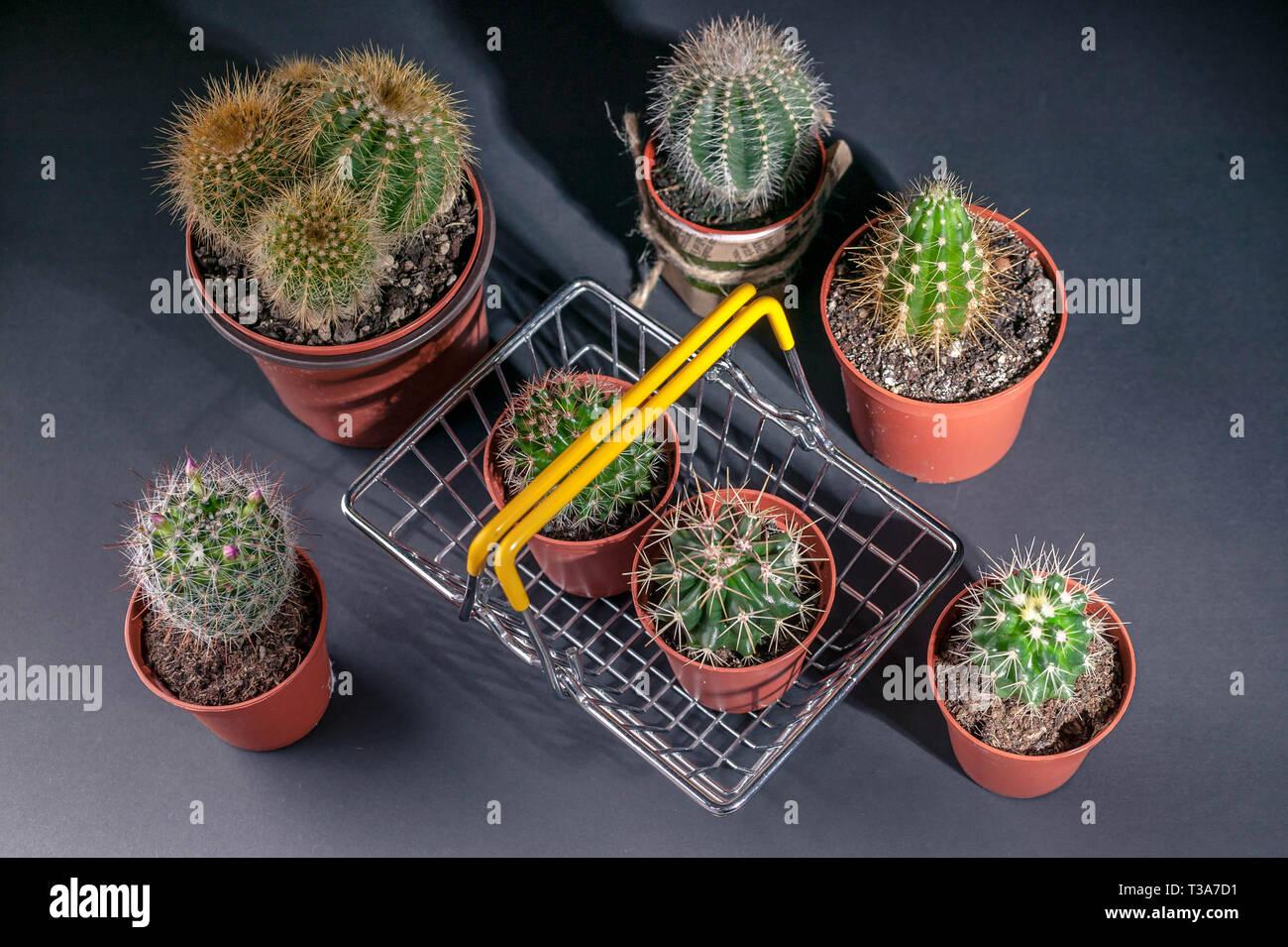Cacti collection on dark background. Low key lighting Stock Photo