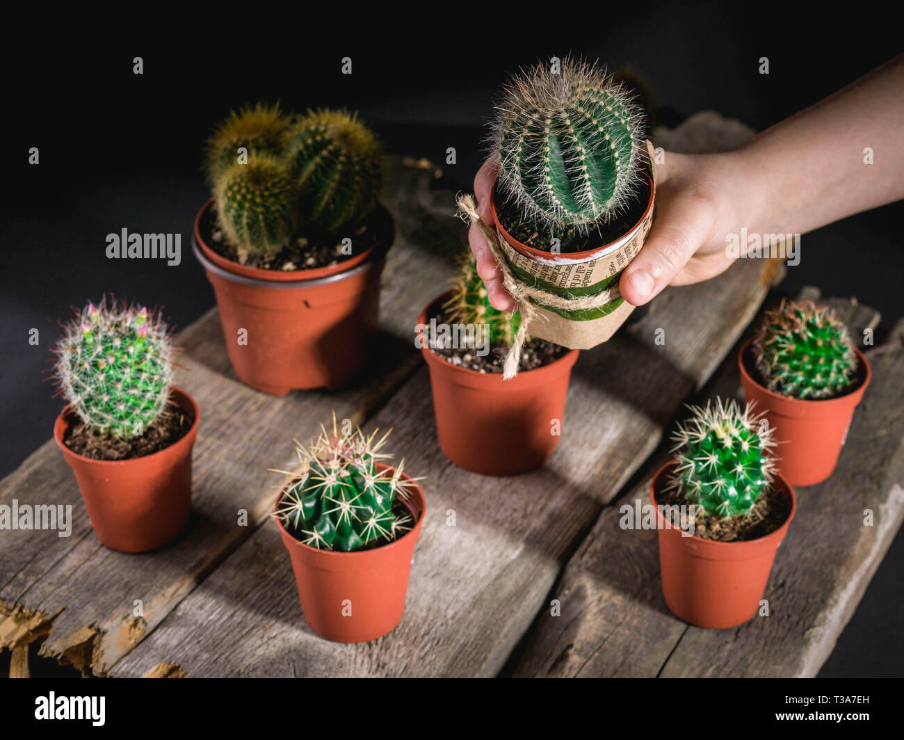 Children's hand holds a cactus. Cacti collection on dark background. Low key lighting Stock Photo