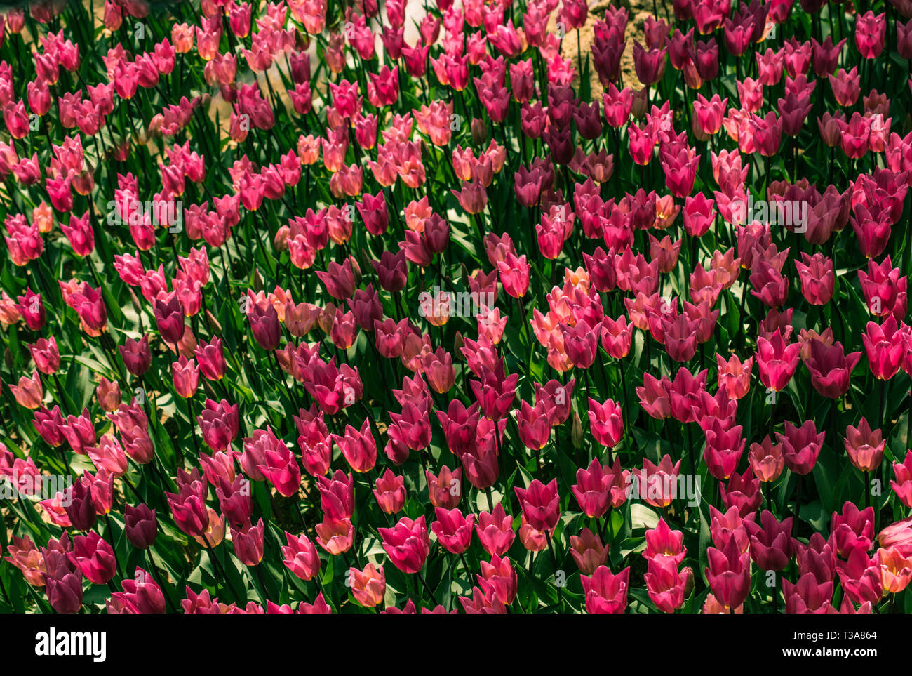 Blooming colorful tulip flowers in garden as floral background Stock ...
