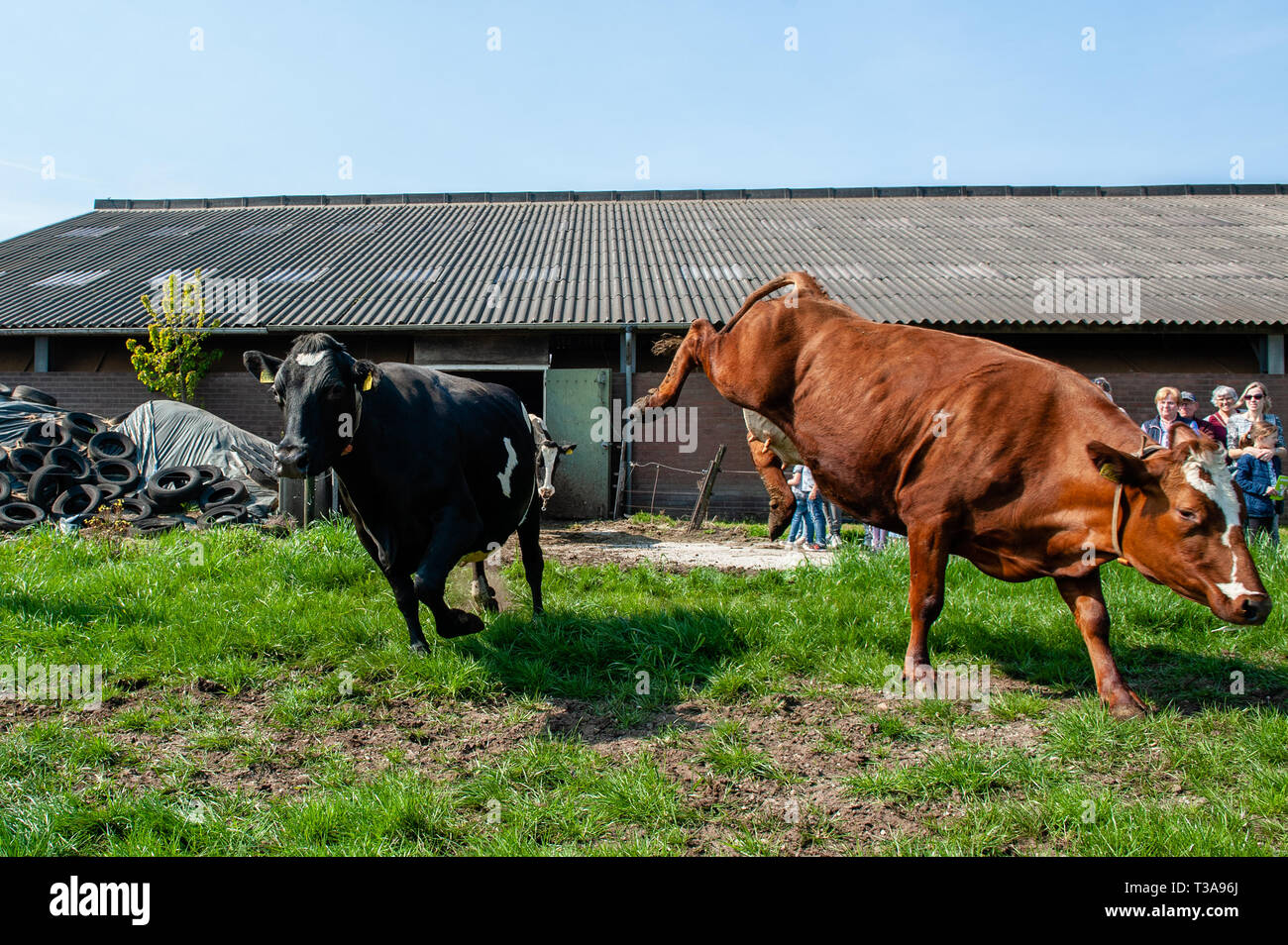 mount and blade viking conquest cow mount and blade viking conquest cow