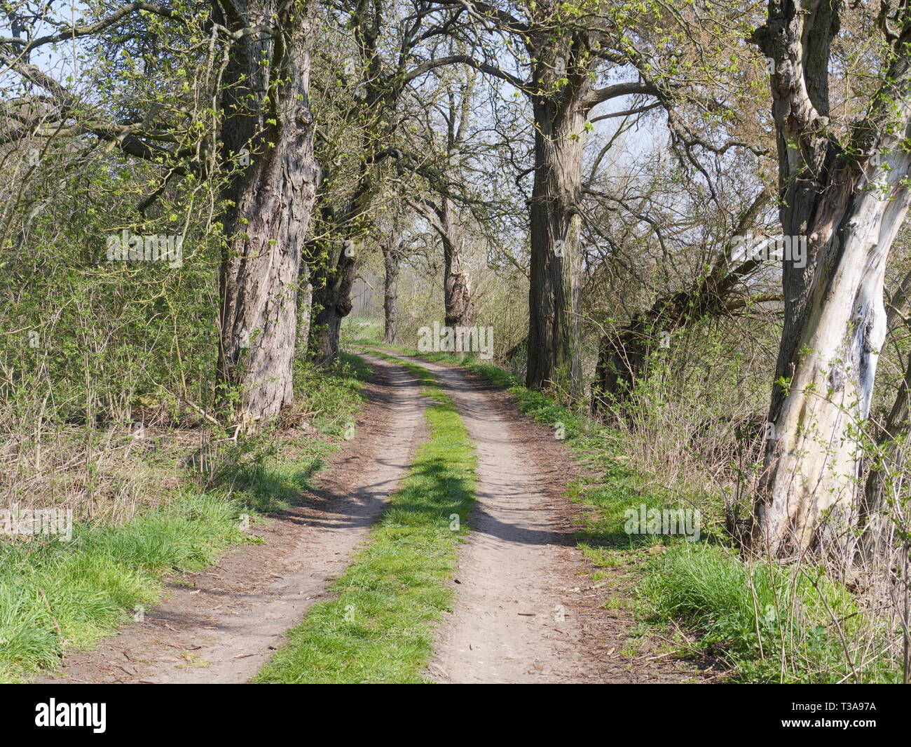 Alley trees hi-res stock photography and images - Alamy