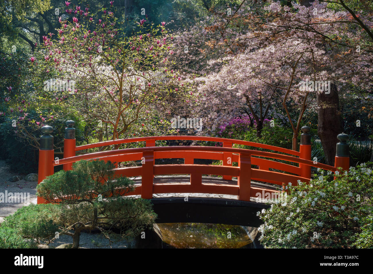 Beautiful cherry blossom at Japanese Garden of Descanso Garden, Los
