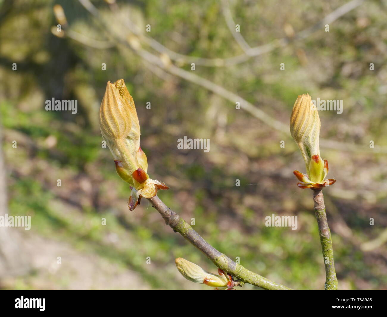 Young chestnut tree hi-res stock photography and images - Alamy