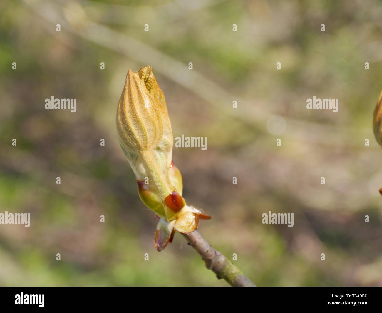 Young chestnut tree hi-res stock photography and images - Alamy