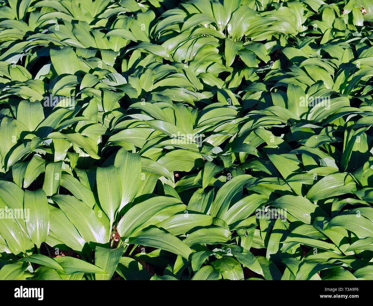 Field of delicious wild garlic plants Stock Photo - Alamy