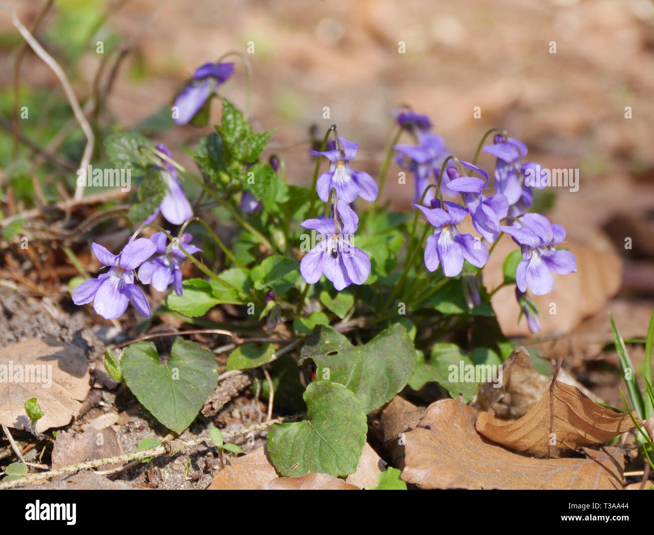 Spring flowers (field forget-me-not, Myosotis arvensis) Stock Photo