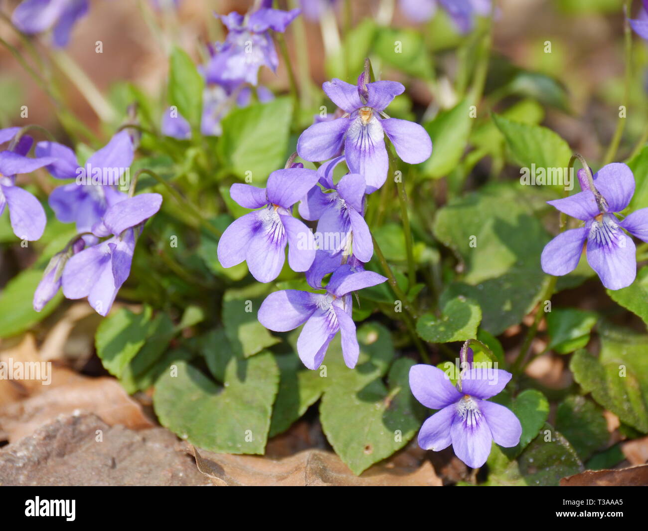 Spring flowers (field forget-me-not, Myosotis arvensis) Stock Photo