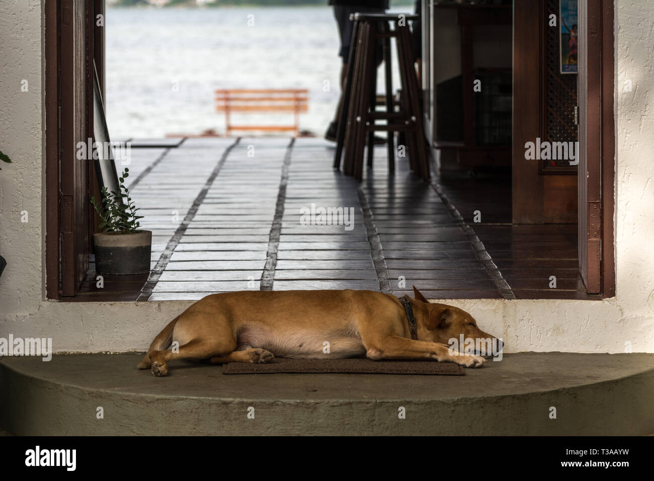 Dog sleeps in front of door top