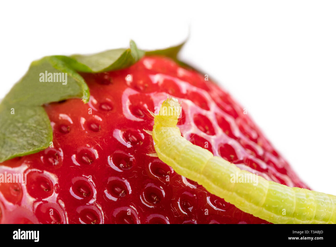 A green caterpillar on a strawberry rejoices with joy. Raised her head